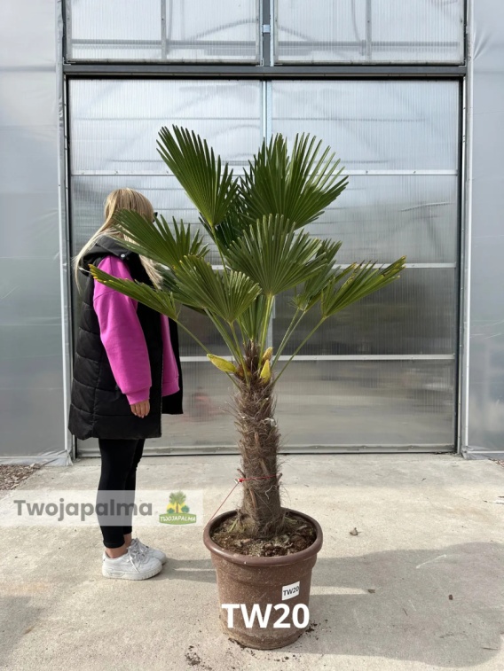 Bloomique Trachycarpus Wagnerianus - Palma Del Vento 60-80 Cm In Vaso 21cm - Pianta Da Giardino Resistente Al Freddo